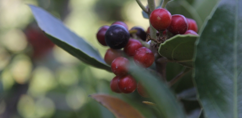 אבן שבו ופורים